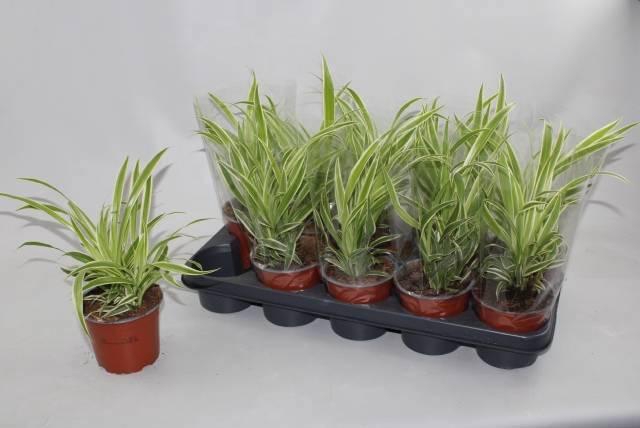 <h4>CHLOR COM VITTATUM</h4>