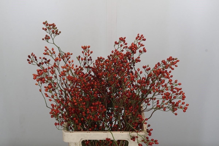 <h4>ROSA ROSEFRUIT TOPS</h4>