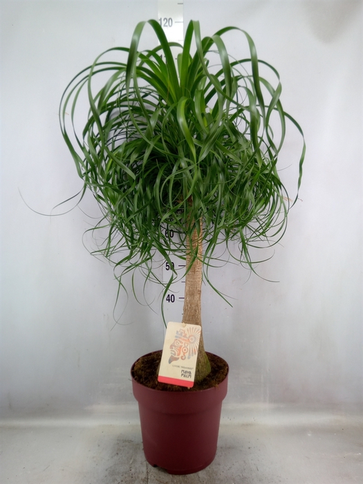 <h4>Beaucarnea recurvata</h4>