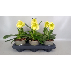 Paphiopedilum american hybride mix