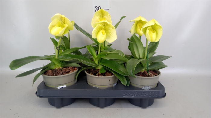 <h4>Paphiopedilum american hybride mix</h4>