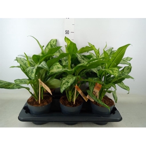 Aglaonema   ...