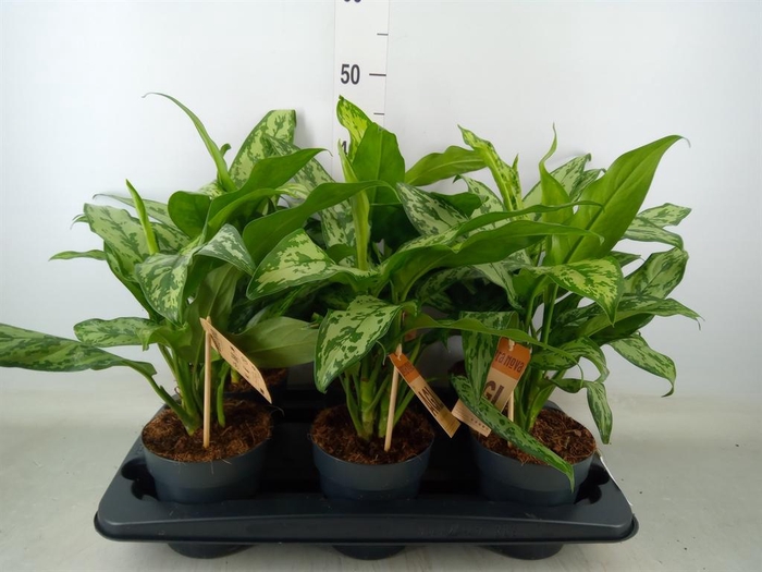 <h4>Aglaonema   ...</h4>