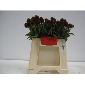 Echi Purpurea