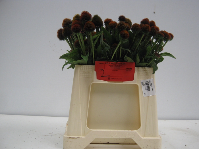 <h4>Echi Purpurea</h4>