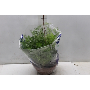 ASPARGO ALFINETE C21