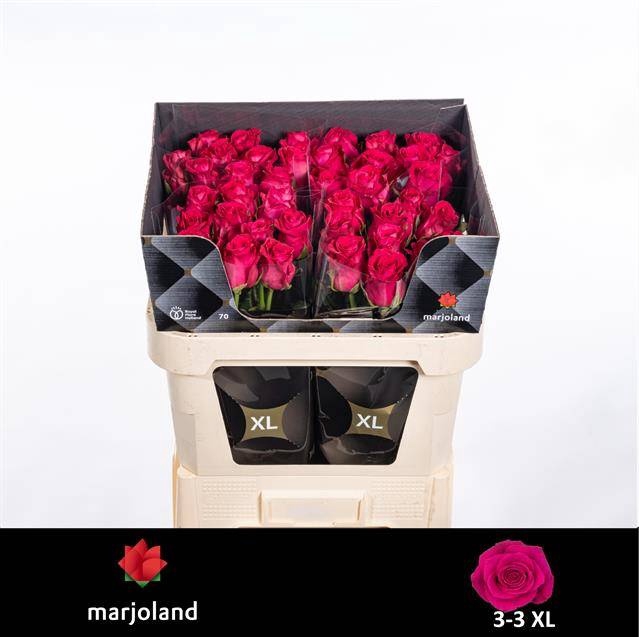 <h4>Rosa large xoch!</h4>