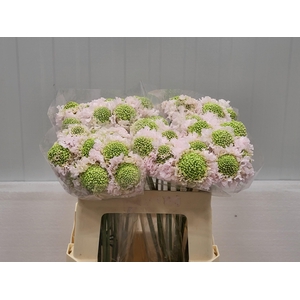 SCAB AT F VA B SCOOP