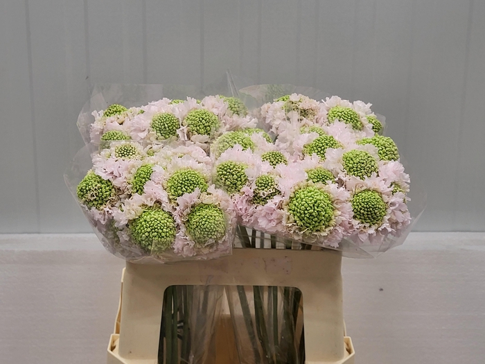 <h4>SCAB AT F VA B SCOOP</h4>