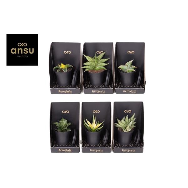 <h4>Xerophyte Collection - Sansevieria Mix</h4>