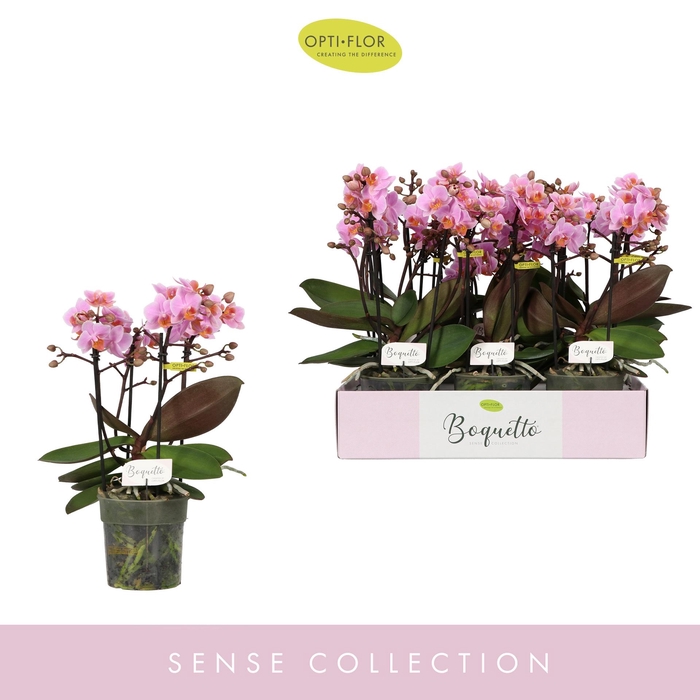 <h4>PHAL OPTI BOQUETTO ROMANTICO 3-5 SPIKE</h4>