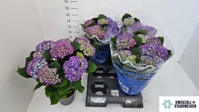 <h4>HYDR M BLAUER ZWERG</h4>
