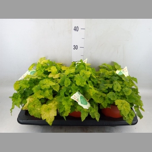 Tolmiea menziesii   ...variegated