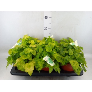 Tolmiea menziesii   ...variegated