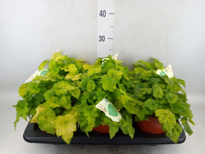 <h4>Tolmiea menziesii   ...variegated</h4>