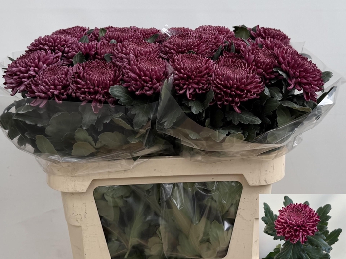 <h4>CHR G BIGOUDI PURPLE</h4>