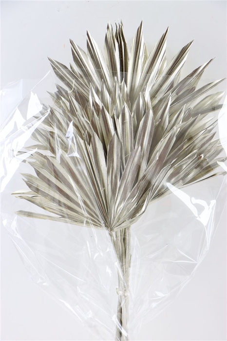 <h4>Dried Palm Sun 6pc Platina Bunch</h4>