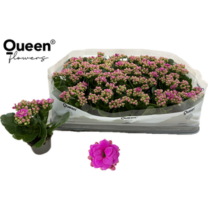 KALAN QUEEN ROSE FL KATIE P6