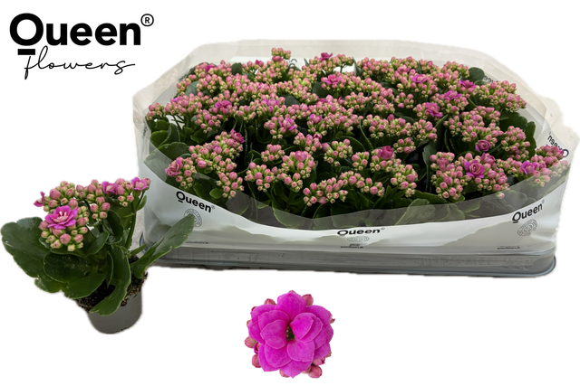 <h4>KALAN QUEEN ROSE FL KATIE P6</h4>