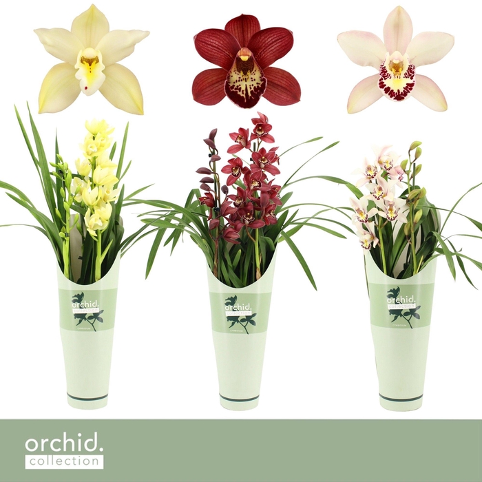 <h4>Cymbidium, Mix 2-spike P14 'Orchid Collection' Potcover</h4>