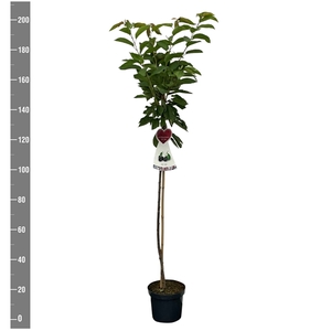 Prunus a. Gr. Schwarze Knorpelk. halfstam