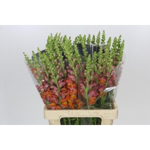 Antirrhinum Potomac Dark Orange