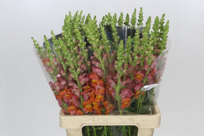 Antirrhinum Potomac Dark Orange