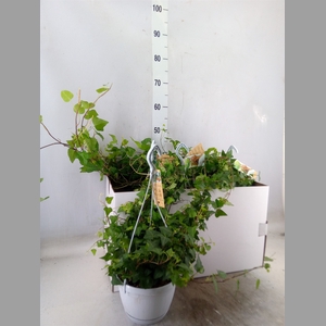 Hedera helix 'Anna'