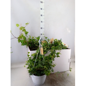 Hedera helix 'Anna'