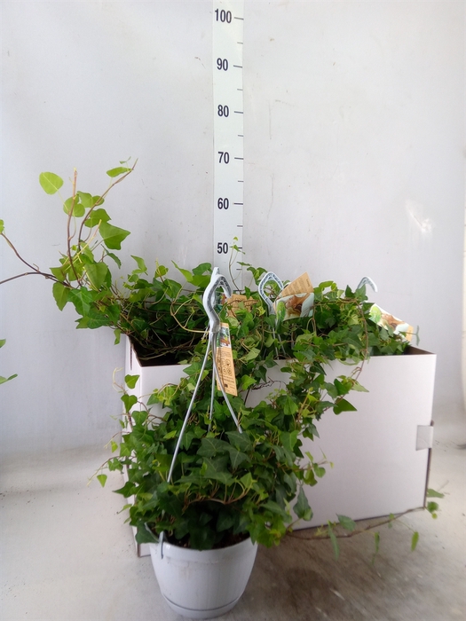 <h4>Hedera helix 'Anna'</h4>