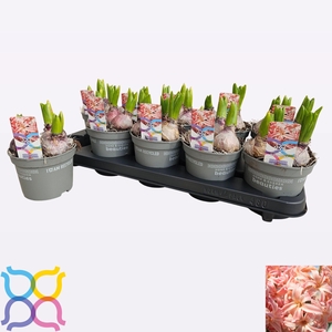 HYACIN GIPSY QUEEN P12