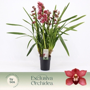 Cymbidium, Jolly Red 5-spike P14 'Exclusiva Orchidea'