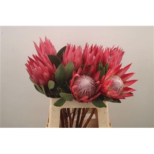 Protea Madiba X 10