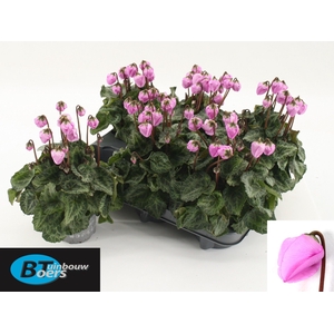 CYCL KL WINDBELL
