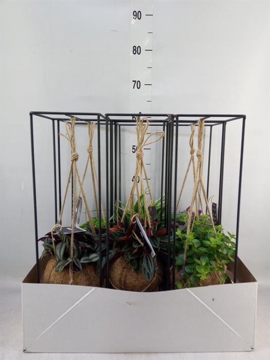 <h4>Planten Groen   ...mix  3</h4>