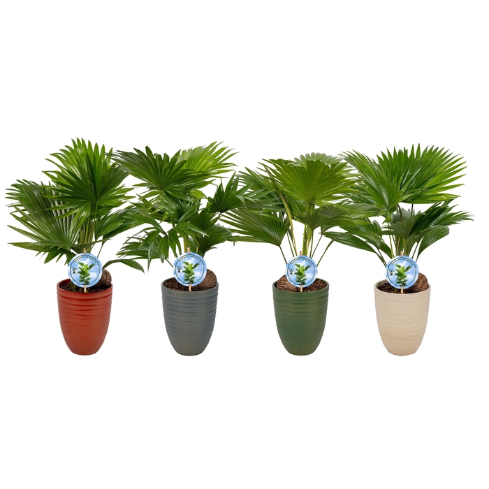 <h4>Livistona Nancy Pearl 830 Aspd mix</h4>