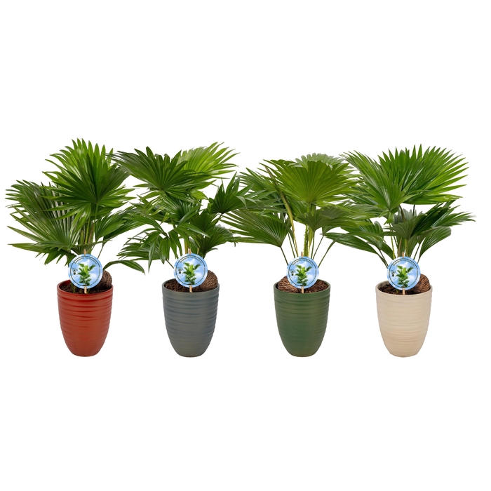 <h4>Livistona Nancy Pearl 830 Aspd mix</h4>