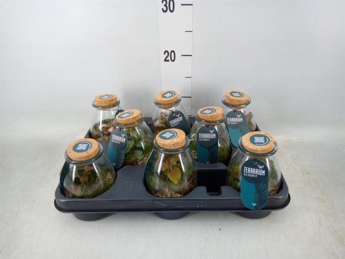 <h4>Arr. Planten L%</h4>