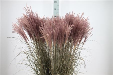 <h4>Siergras Miscanthis Pink Dry</h4>