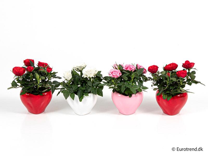 <h4>ROSA-HYBRID KUVERT</h4>