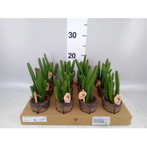 Stapelia leendertziae