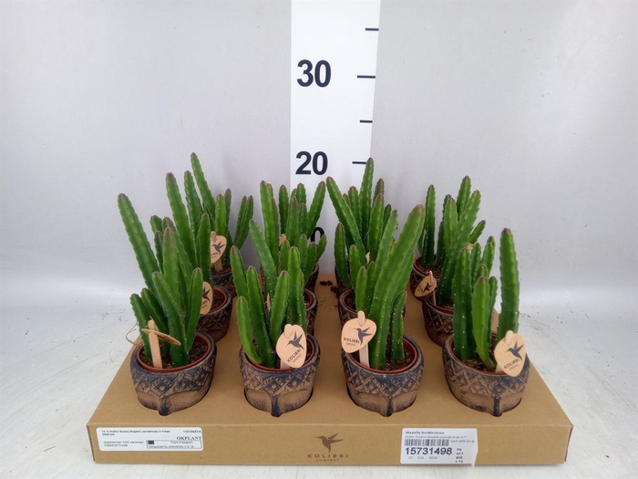 <h4>Stapelia leendertziae</h4>