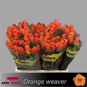 R Gr Orange Weaver