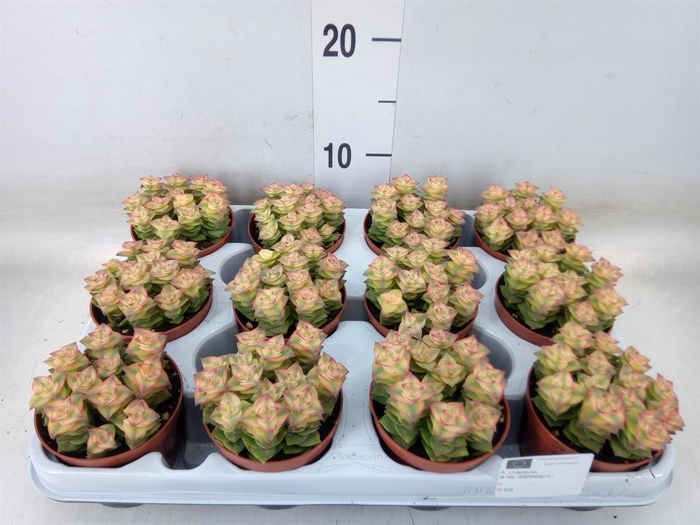 <h4>Crassula perforata</h4>
