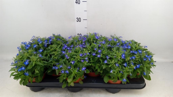 <h4>Lobelia erin. 'Richardii'</h4>