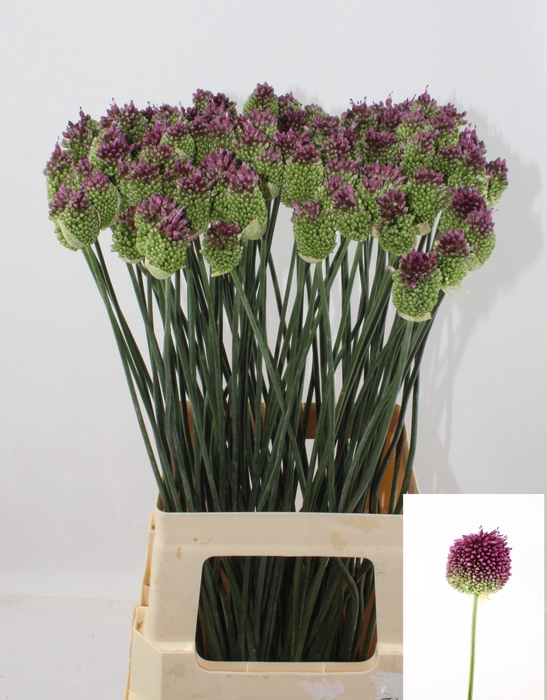 <h4>ALLIUM SPHAEROCEPHAL</h4>