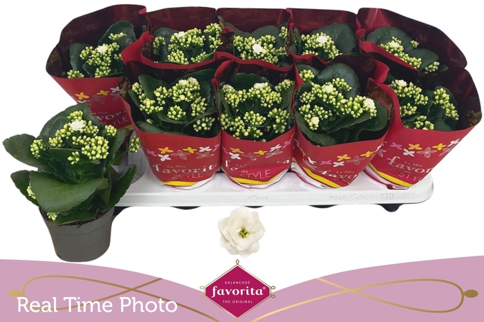 <h4>KAL B GE C MENZEL</h4>