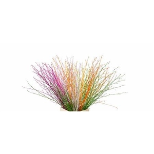 BETULA BS KLB H%