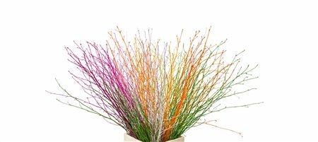 <h4>BETULA BS KLB H%</h4>