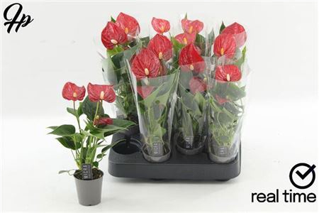 <h4>Anthu An Micra 2-3 Bloemen+</h4>